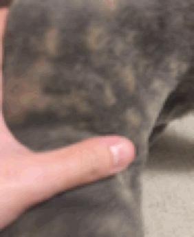 主子生病了怎么办,主子得猫癣了该用什么药