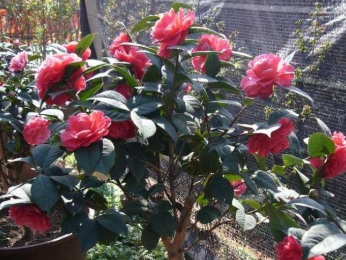 茶花的花苞怎样才能长出来 (茶花长花苞了如何快速开花)