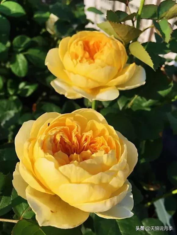 露台打造花海,她用10年改造庭院