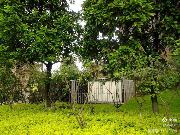 美丽的百合花钩织教程,美丽的百合花歌曲歌词