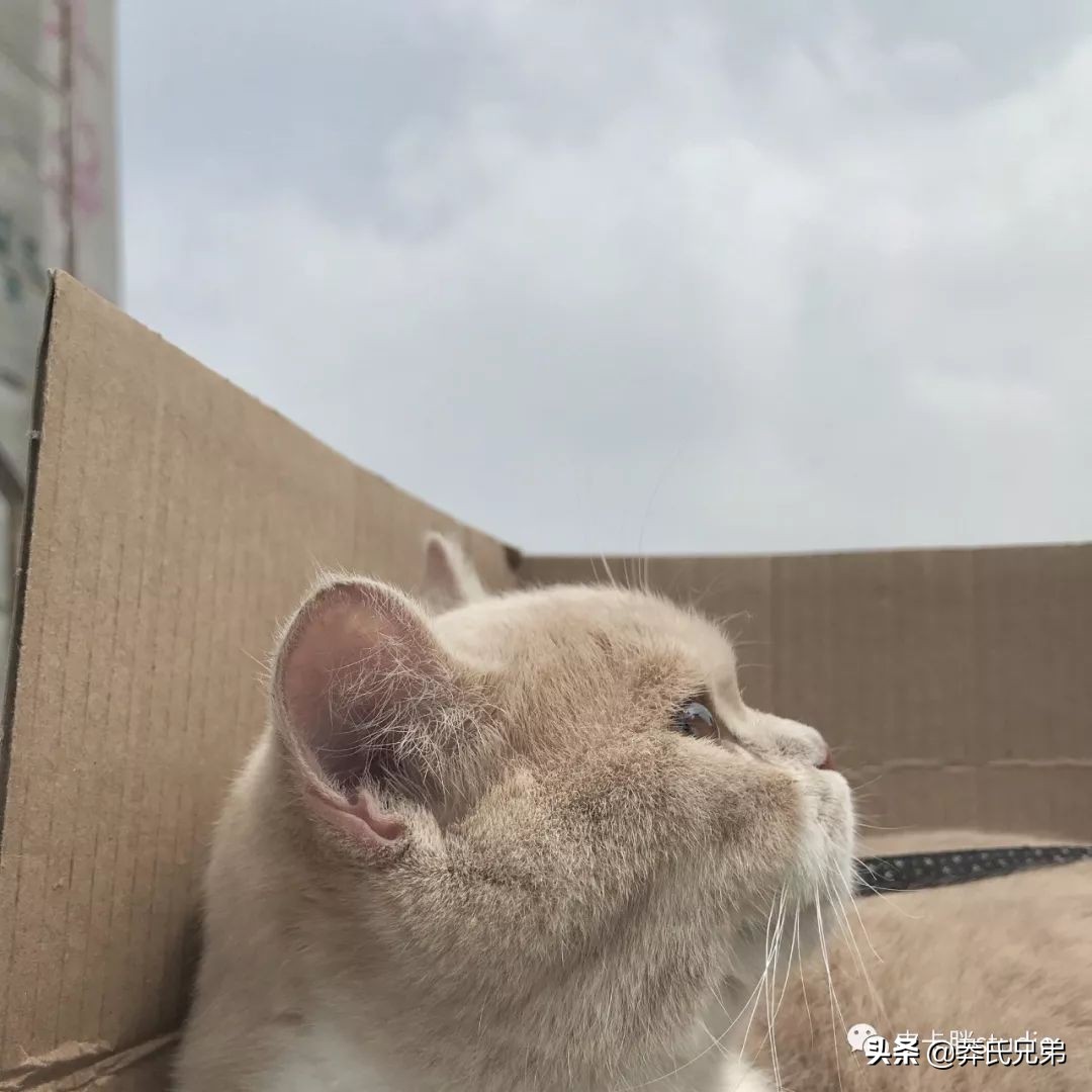 可爱小奶猫刚生出成长日记,一只小奶猫的成长过程