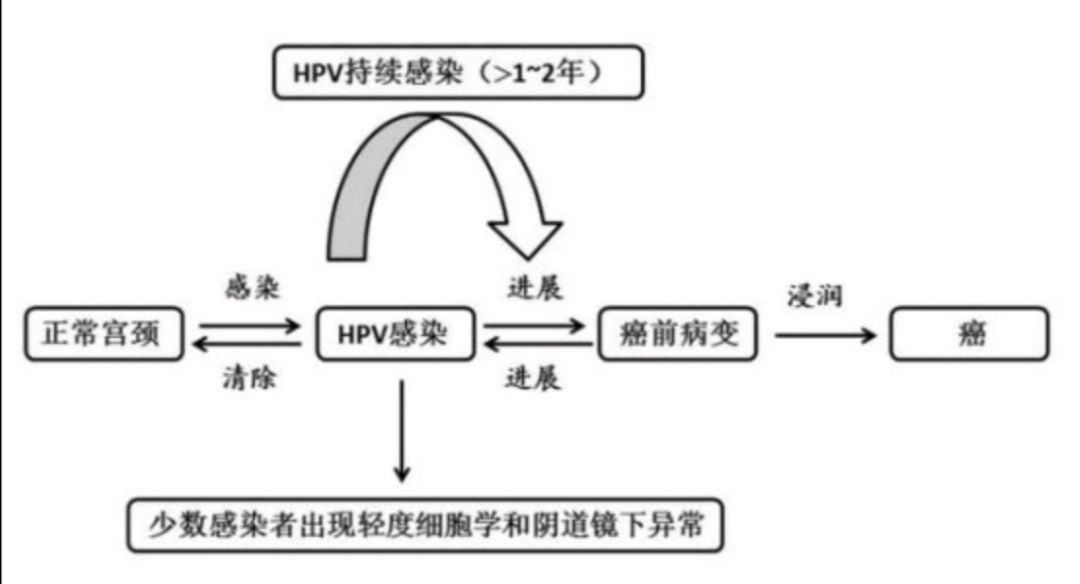 女性hpv11阳性吃什么药,女性体检hpv阳性是什么意思