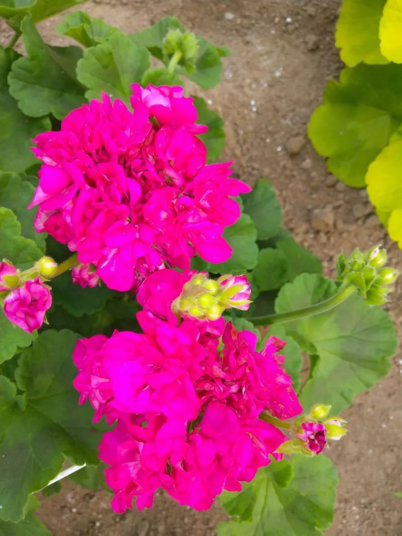 这种花别乱浇水水越多越不开花,这种花不怕冷好养易活