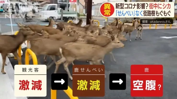 少了中国游客，整个生态圈都乱了