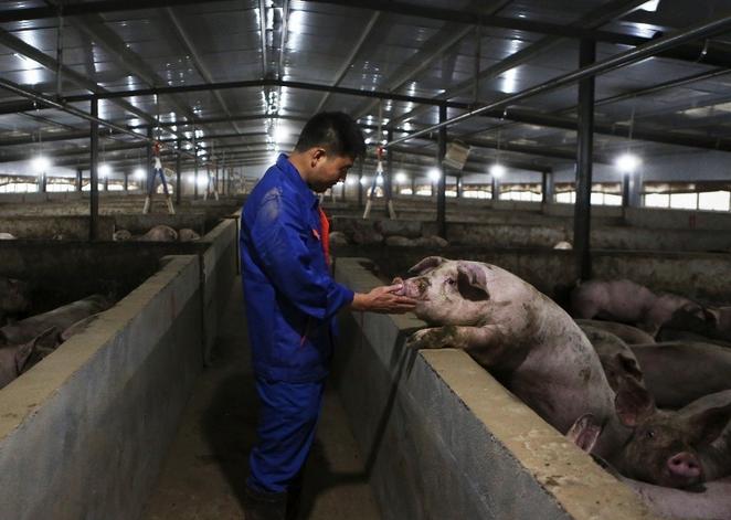 目前猪瘟的症状与治疗,猪瘟有什么好治疗方法