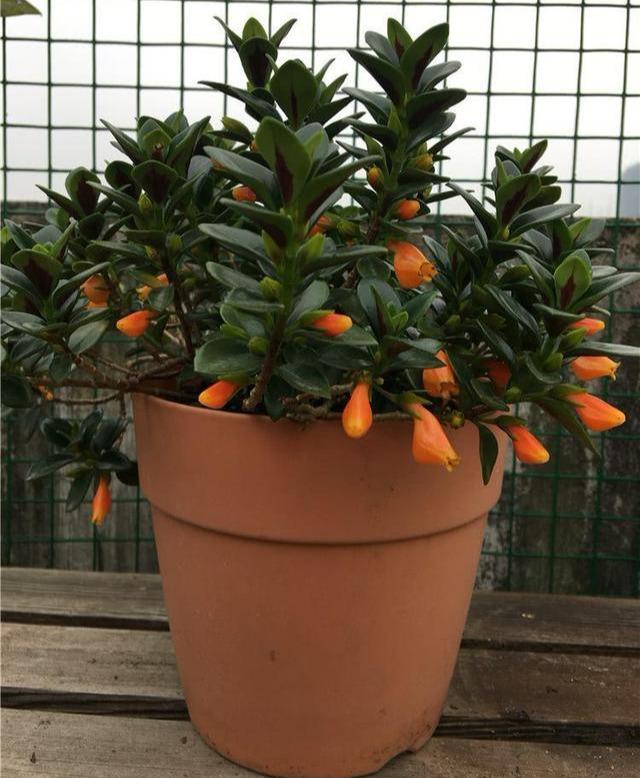 金鱼吊兰开花什么样子图片,金鱼吊兰开花的样子图片