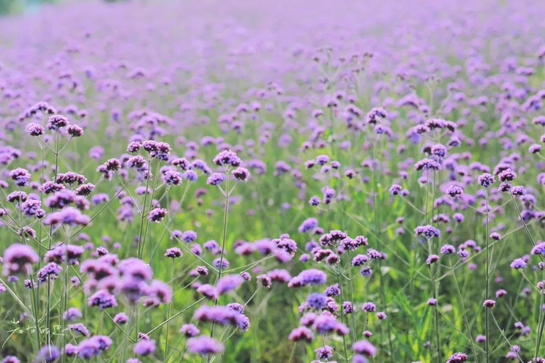 娌欏娴滈鏅尯鑺辨捣,娌欏娴滅殑绱壊鑺辨捣