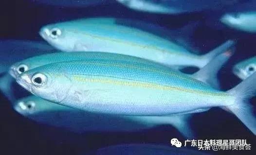 这5种淡水鱼值得多吃,中国最好吃的鱼类排行榜