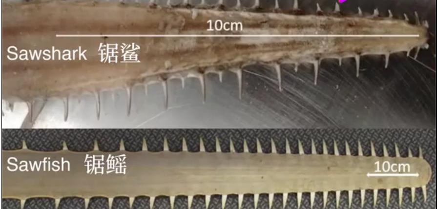 海中电锯,在水里用电锯杀鲨鱼的电影