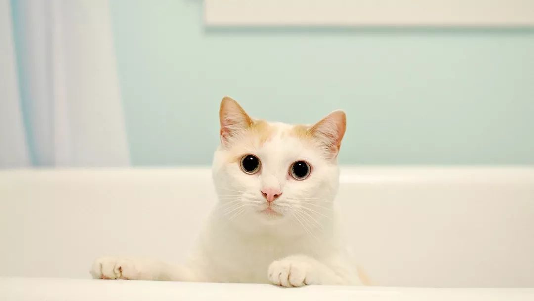 猫咪绝育完看的动画片,猫咪绝育全过程3d演示