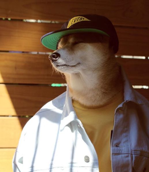 帅到各种时尚大牌求合作,它居然是条狗……你们信吗?