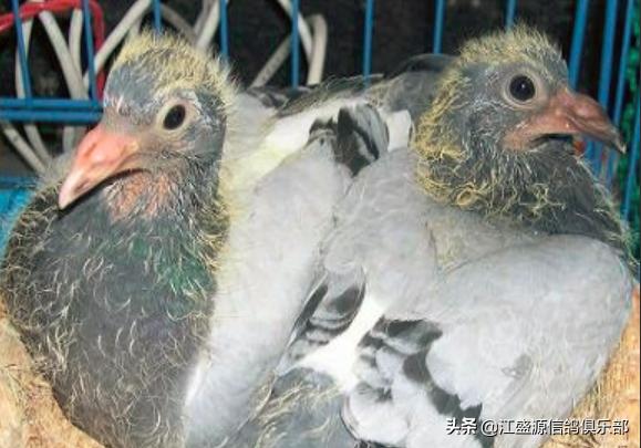 新手养鸽技巧视频教程,老手养鸽子