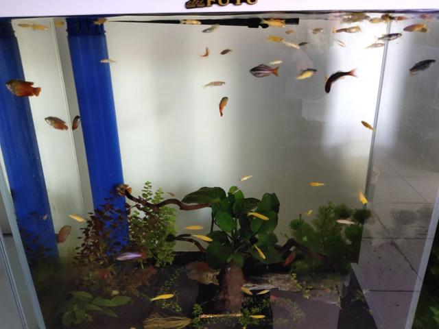 为什么卖的观赏鱼会死鱼,买的观赏鱼到了就死了怎么维权