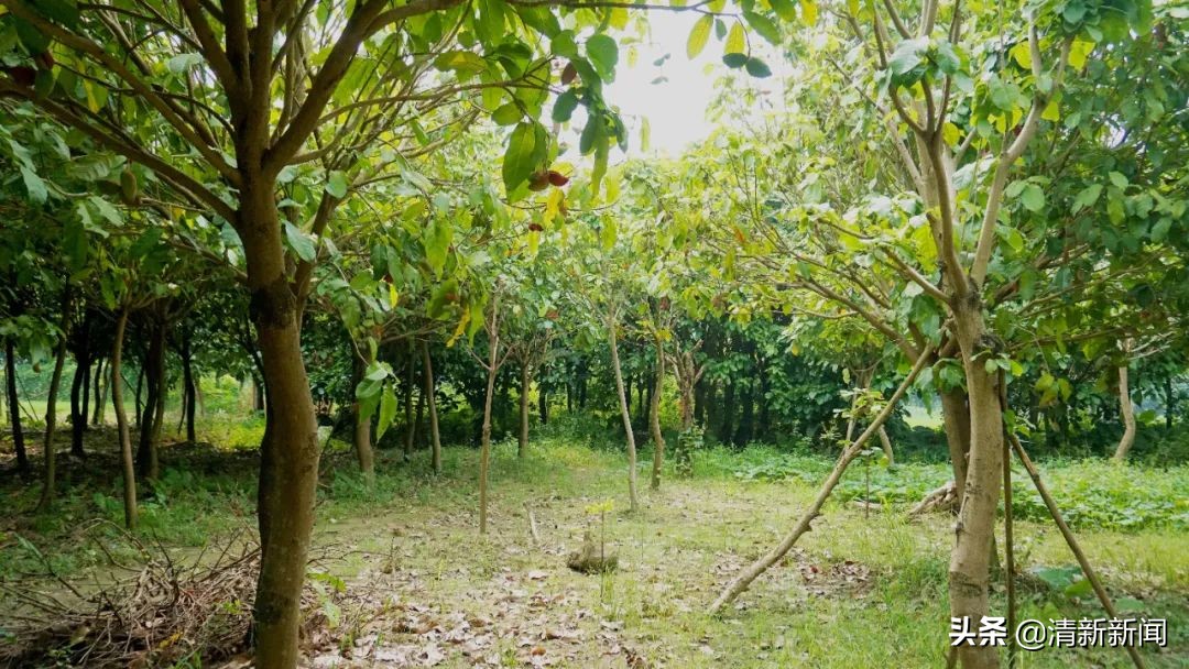 七八月，清西人多了一种“口果”，美味