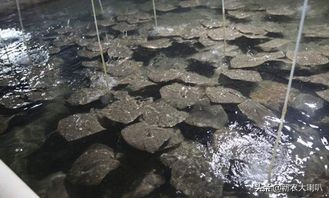 多宝鱼的养殖盐度和温度是多少度,多宝鱼是淡水养殖还是海水养殖好