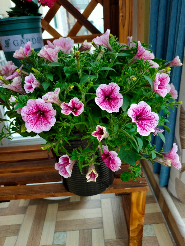 不用木头自制花架最简单的方法,请教DIY高手如何自制花架