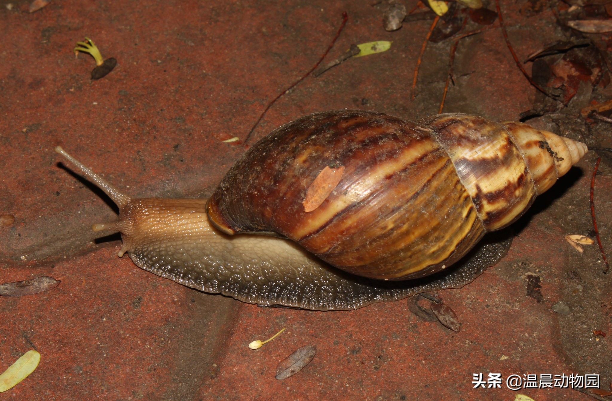 辟谣：对于泛滥成灾的非洲大蜗牛人类能吃光它们？别拿生命开玩笑