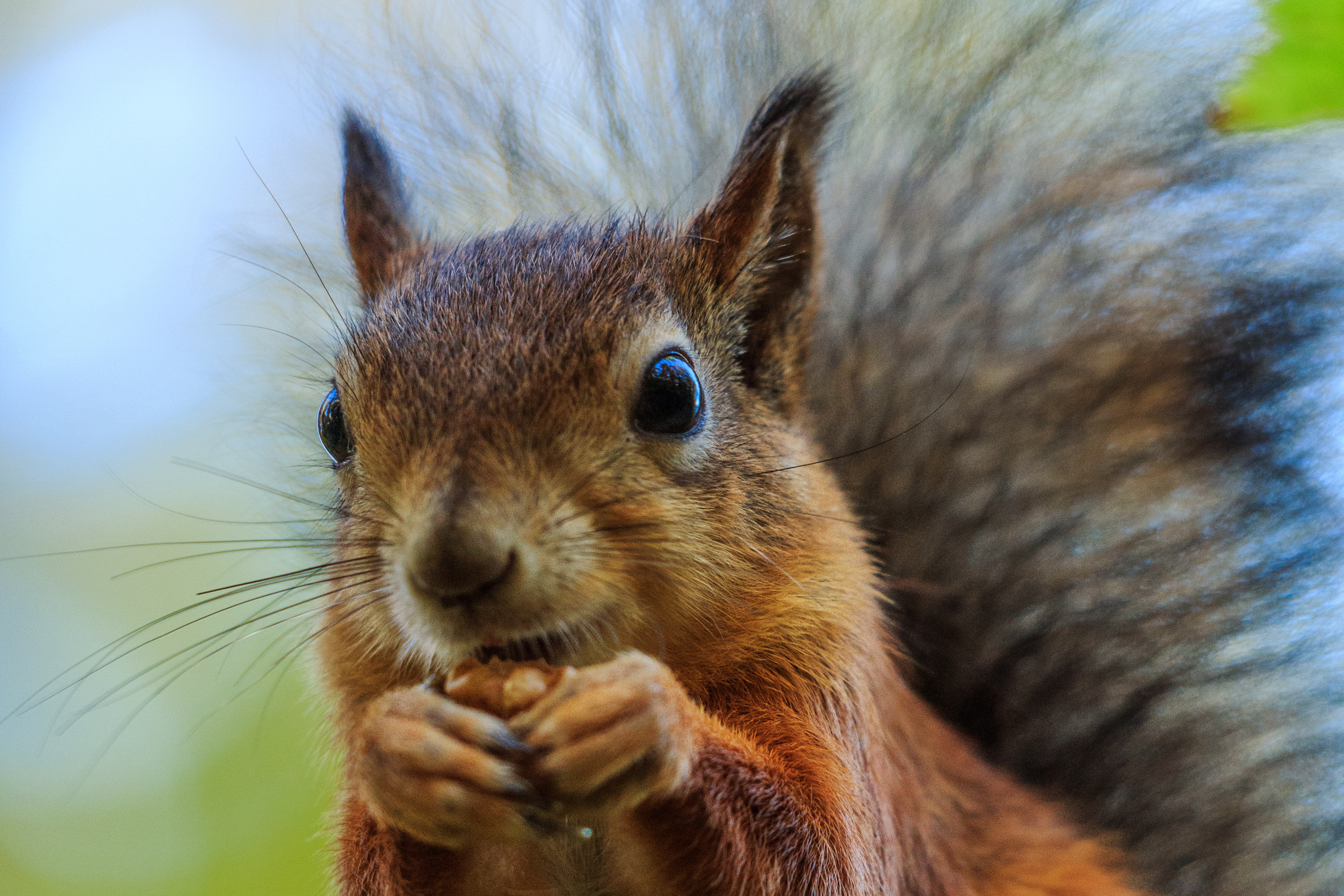 离野生动物远一点！检察机关出手，保护生物多样性