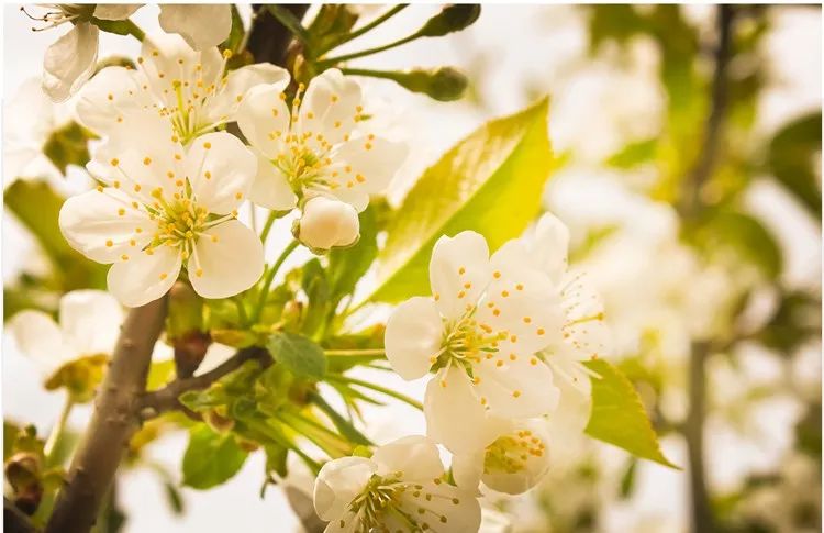 秋冬手干裂擦手霜,冬天手脚干裂涂什么护肤品