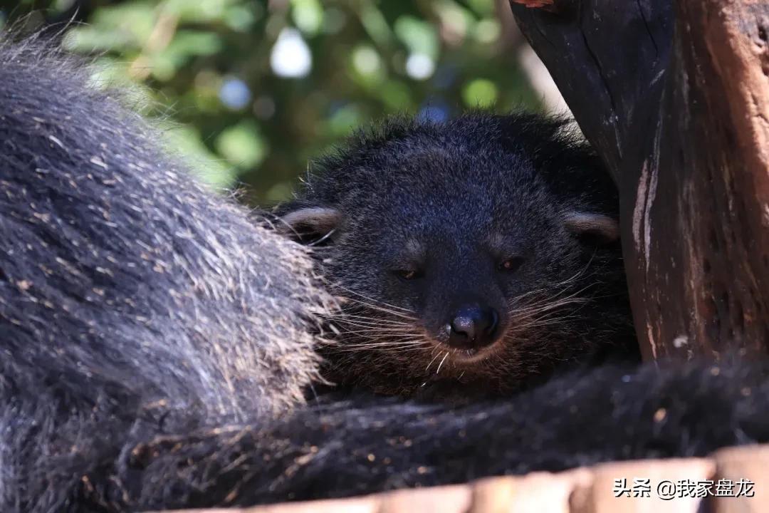 生物的多样性之美,生物多样性之美介绍