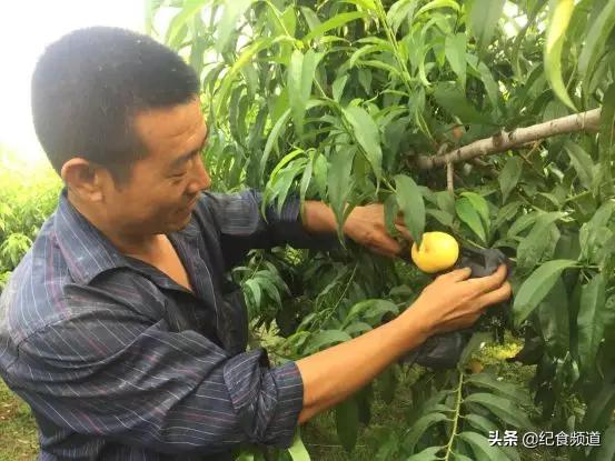 犹如个大饱满的“黄水晶”,这个桃,咬一口,甜过初恋