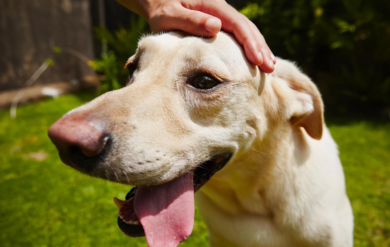 对外人警惕性最高的狗狗,最危险的七种狗狗遇到一定要躲开