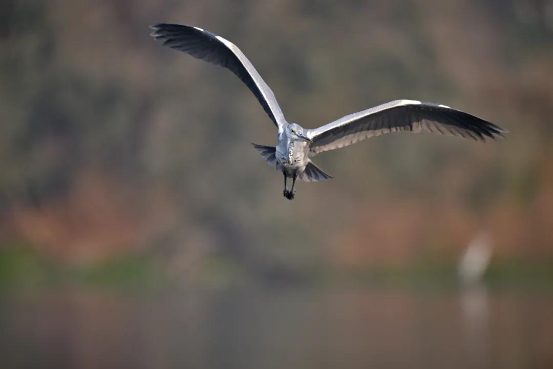 无机械快门的相机,尼康z卡口全画幅相机镜头推荐