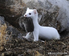 一种萌萌哒杀手，长相与实际性格严重不符：伶鼬