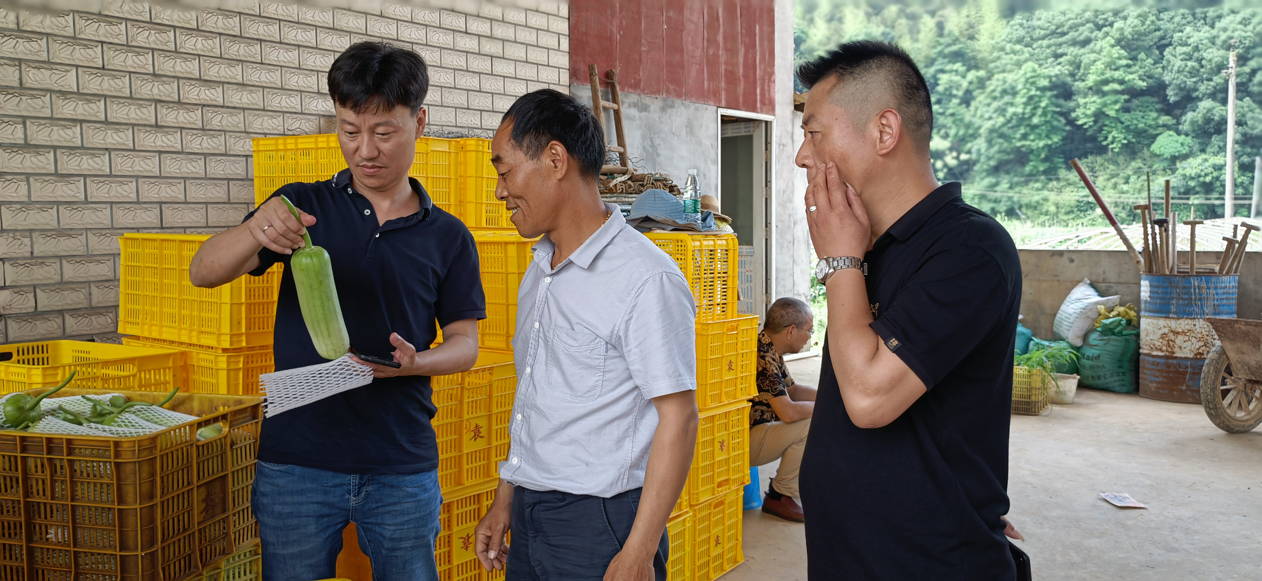 白关丝瓜基地投资每百亩多少钱,白关丝瓜特征特性