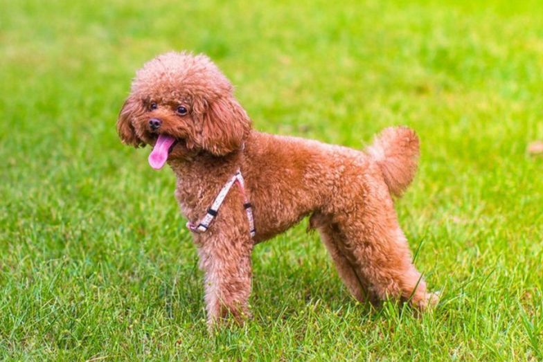 泰迪补钙最佳方法,泰迪幼犬多大可以补钙