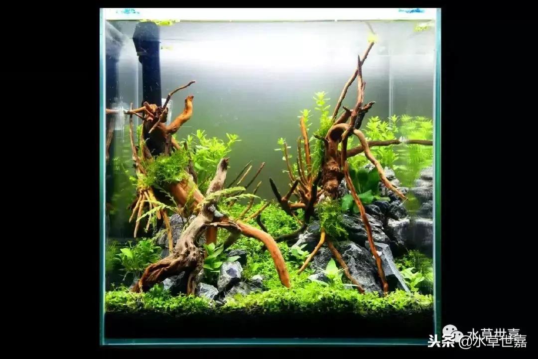 30cm小缸青龙石造景大全,30cm长缸原生溪流缸造景