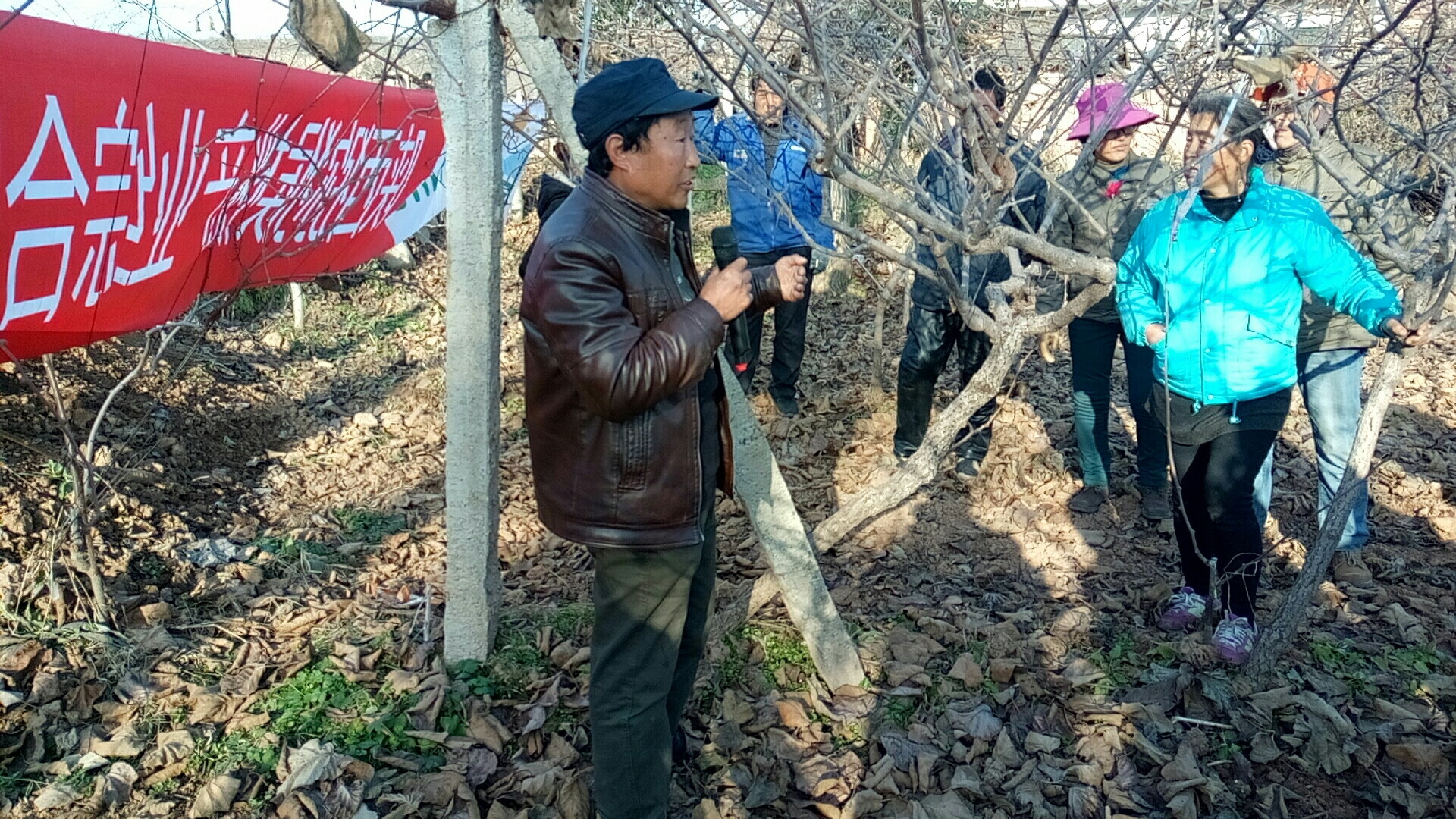 徐香猕猴桃冬季修剪视频,吕岩冬季猕猴桃修剪视频
