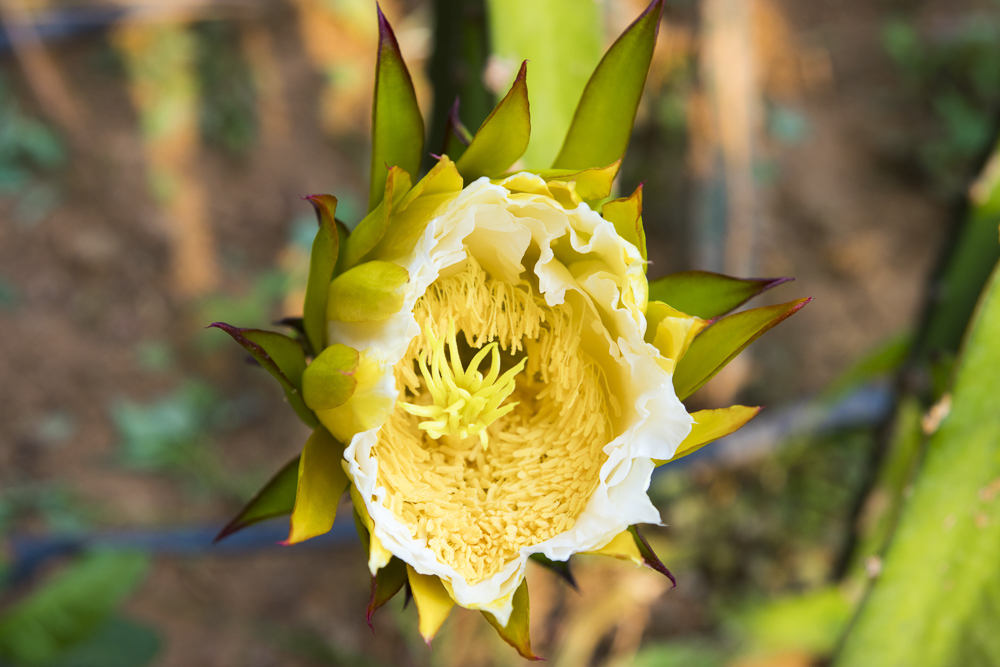 #毕业旅行啦#石家庄慧灯庄园，夏日里寓教于乐爽歪歪