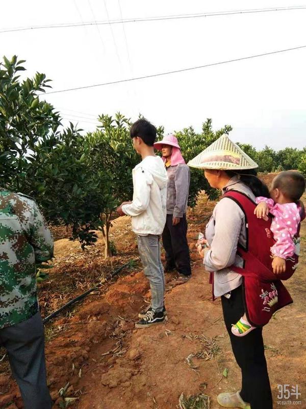 褚橙新农人,褚橙为什么是新农人