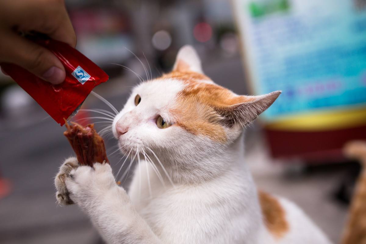 猫咪误食异物怎么处理,猫咪误食硬物怎么办