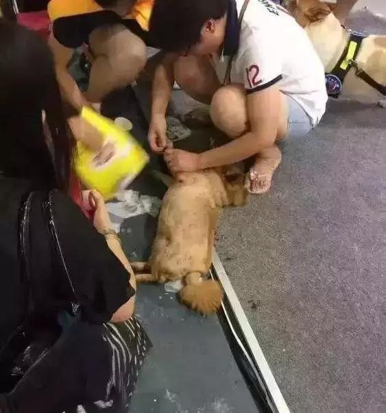 给金毛洗了澡还会掉毛吗,金毛洗完澡后晒干