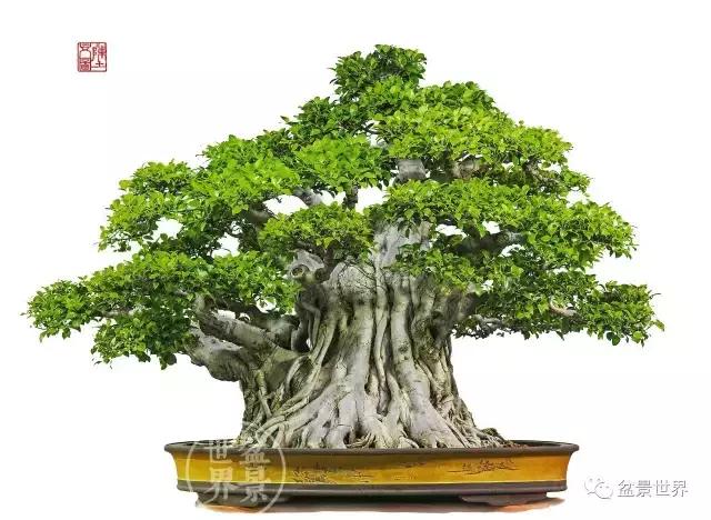 榕树悬崖式盆景欣赏,大师榕树盆景的精妙之作