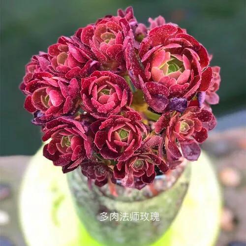 长寿花属多肉类植物,多肉类植物有哪些