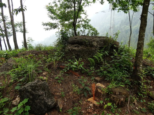 樱花死亡的故事,樱花死亡原因分析