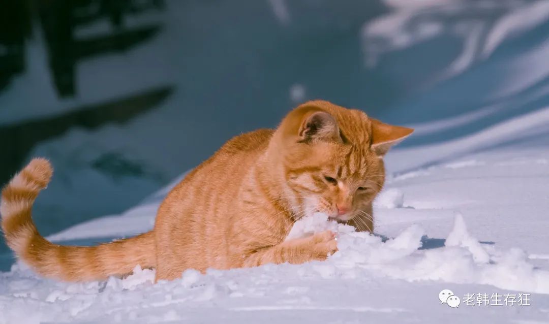 沙漠求生取水技巧,生存狂逃生技巧