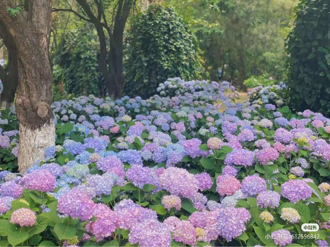 昆明春天赏花航拍,昆明添一赏花打卡点