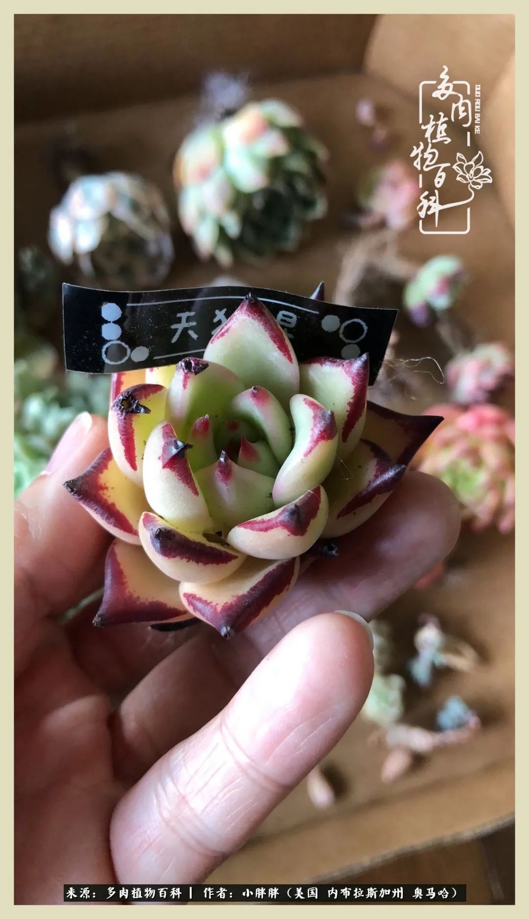 多肉小白入坑攻略,多肉小白2个月成功入坑