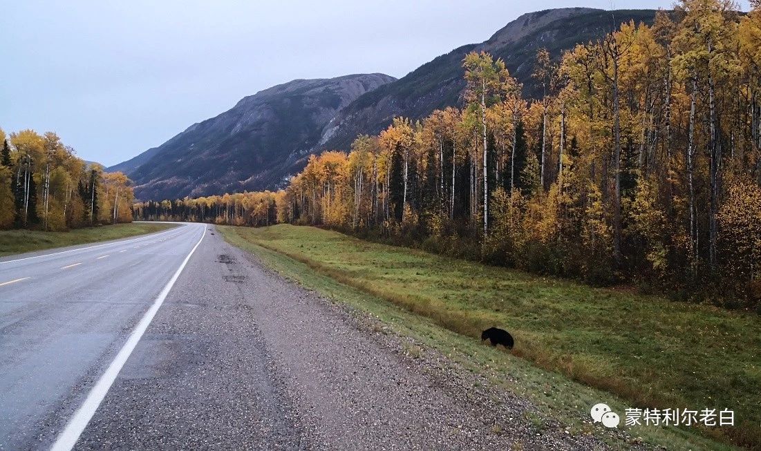跟着老白行走加拿大，育空Watson Lake、BC省Northern Rockies