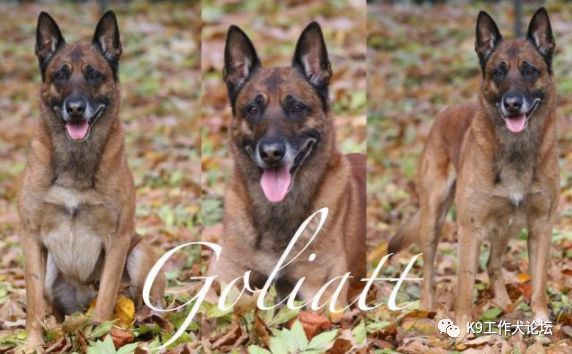 马犬起源历史,马犬起源