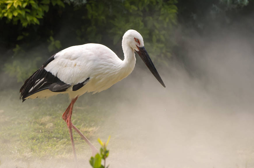 东江揽胜,惠州淡水常见鸟类图谱