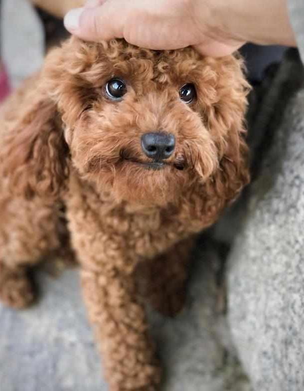 泰迪的肚皮好多黑色凸起,泰迪狗的肚皮皱皱巴巴的怎么回事