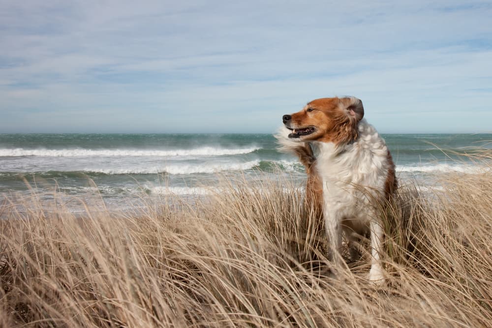 狗子鼻子干裂了怎么办,为什么狗子的鼻子干干的