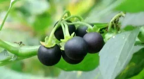 鍘熸潵鏂扮枂鐨勬按鏋滃姝ょ敎,鍘熸潵涓滃寳鐨勫湡鐗逛骇