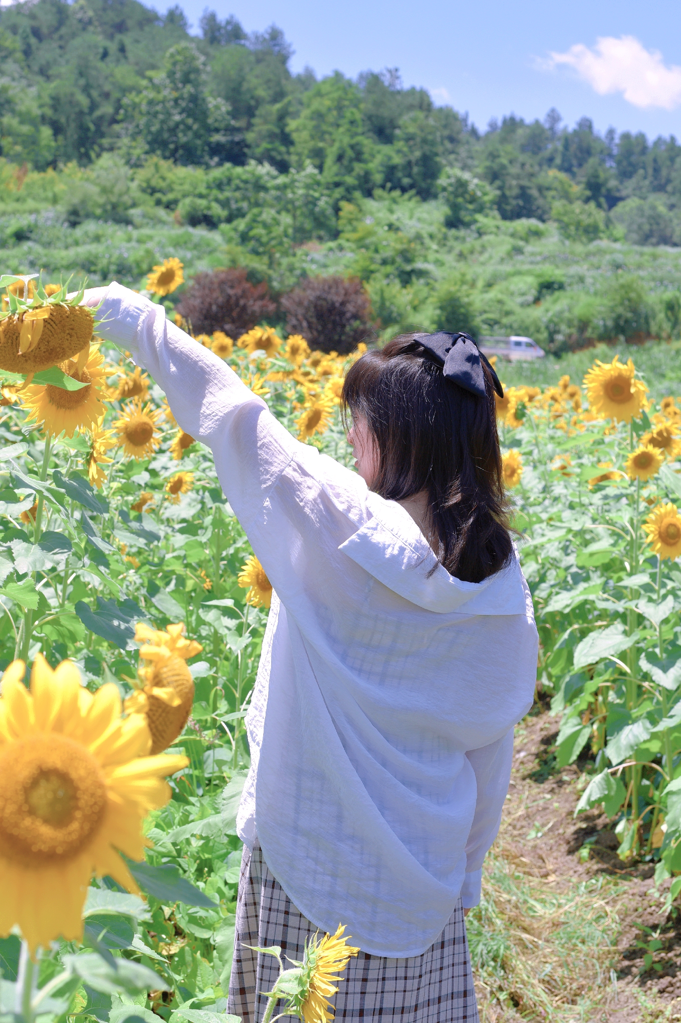 向日葵花海打卡网红地贵阳周边,贵阳白云区向日葵花海