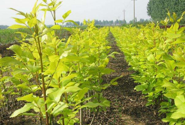 白蜡树如何养护,白蜡树冬天落叶